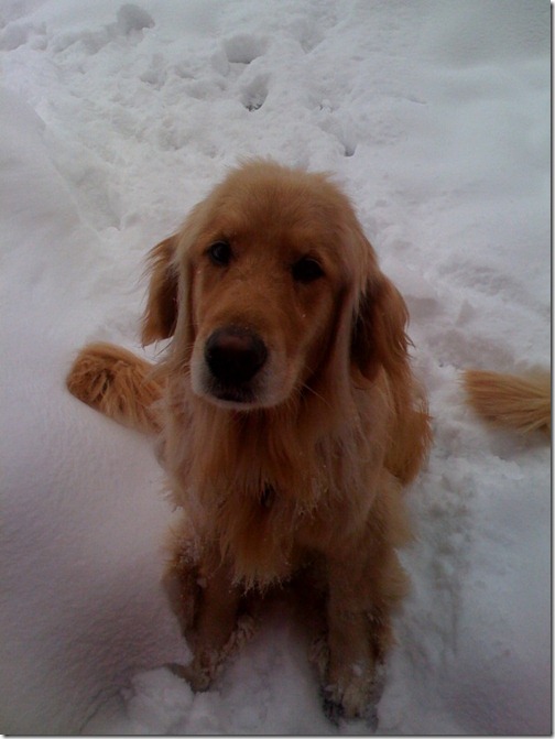brookssnow