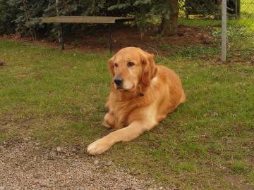 A golden retriever resting on the grass outdoors in the summer sun