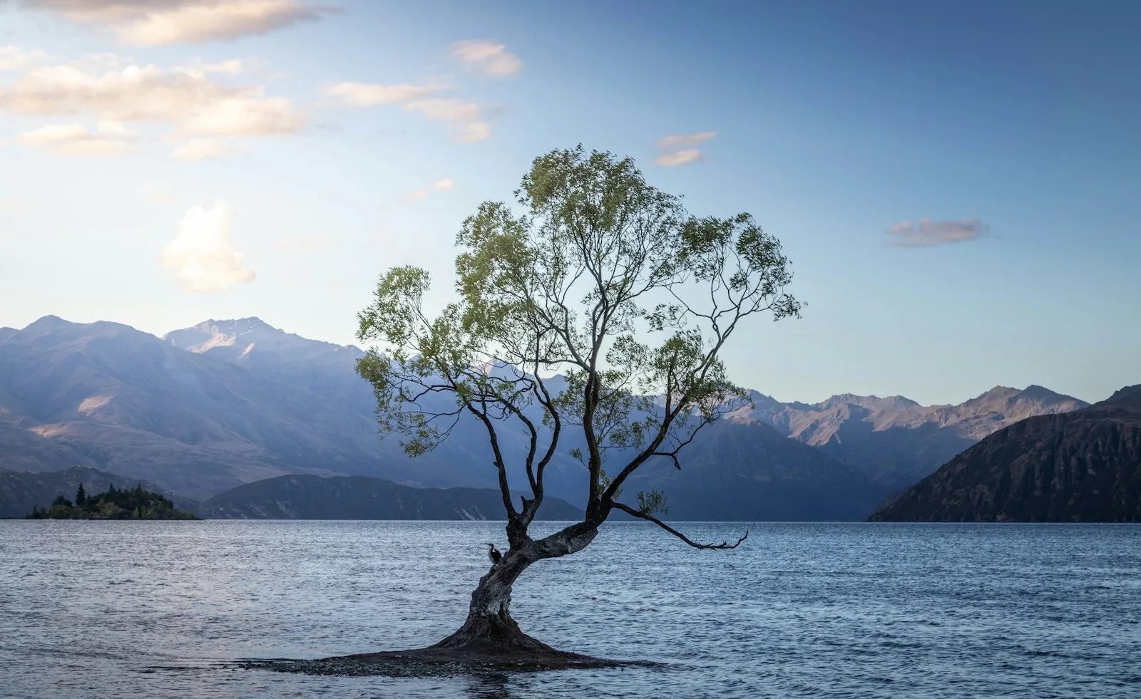 That Wanaka Tree, a lone willow standing in Lake Wanaka with the Southern Alps behind it